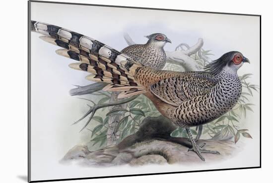 Cheer-John Gould-Mounted Giclee Print