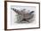 Cheer-John Gould-Framed Giclee Print