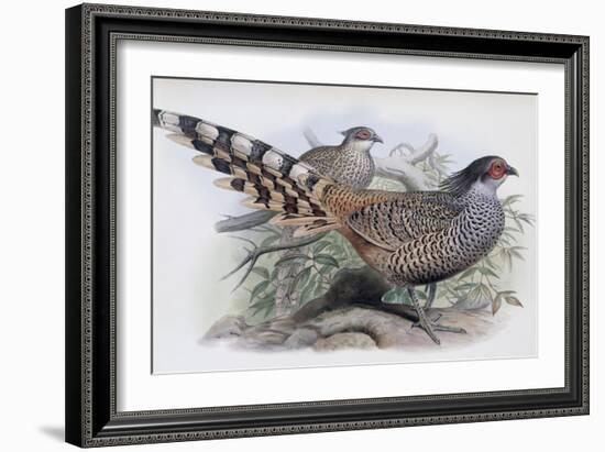 Cheer-John Gould-Framed Giclee Print