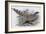 Cheer-John Gould-Framed Giclee Print