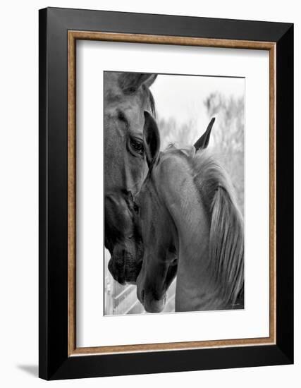 Cheers n’ Foal-Barry Hart-Framed Art Print