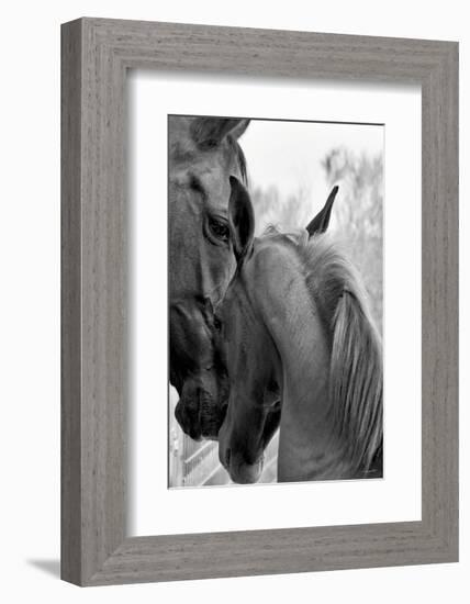 Cheers n’ Foal-Barry Hart-Framed Art Print