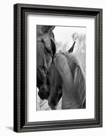 Cheers n’ Foal-Barry Hart-Framed Art Print