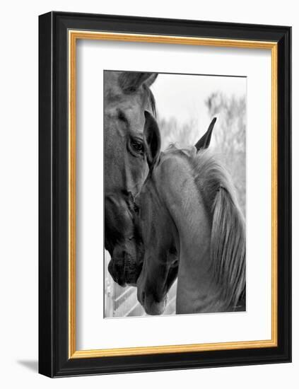 Cheers n’ Foal-Barry Hart-Framed Art Print