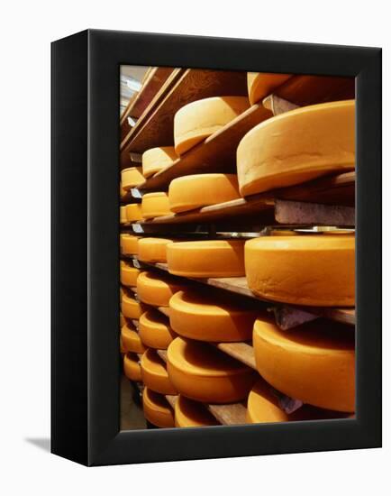 Cheese at Heidi Farm,Tasmania, Australia-John Hay-Framed Premier Image Canvas