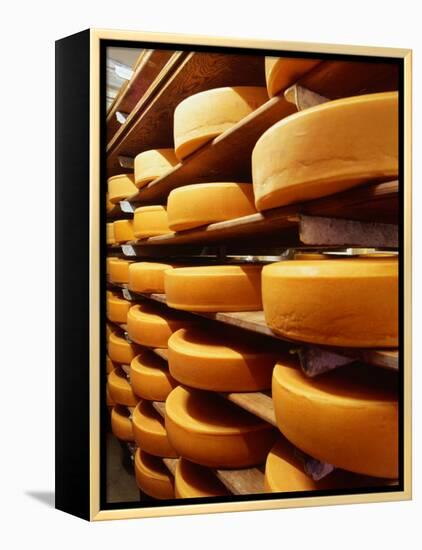 Cheese at Heidi Farm,Tasmania, Australia-John Hay-Framed Premier Image Canvas