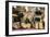 Cheese for Sale at a Market Stall, Lourmarin, Vaucluse, Provence-Alpes-Cote D'Azur, France-null-Framed Photographic Print