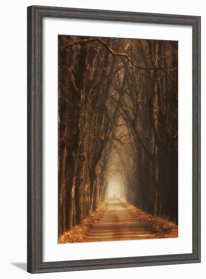 Cheestnut's Avenue-Marcin Sobas-Framed Photographic Print