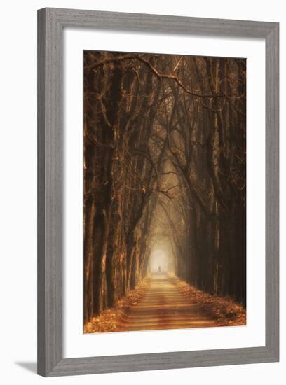 Cheestnut's Avenue-Marcin Sobas-Framed Photographic Print