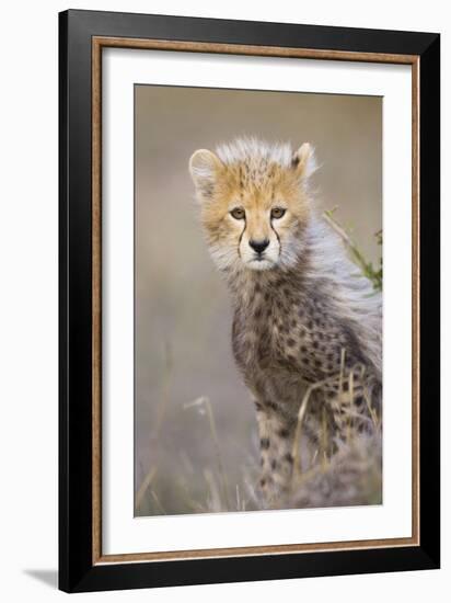 Cheetah 10-12 Week Old Cub-null-Framed Photographic Print