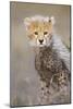 Cheetah 10-12 Week Old Cub-null-Mounted Photographic Print