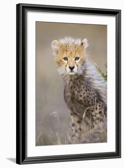 Cheetah 10-12 Week Old Cub-null-Framed Photographic Print