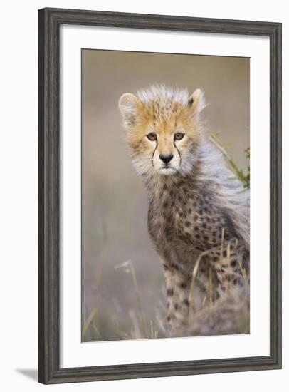 Cheetah 10-12 Week Old Cub-null-Framed Photographic Print