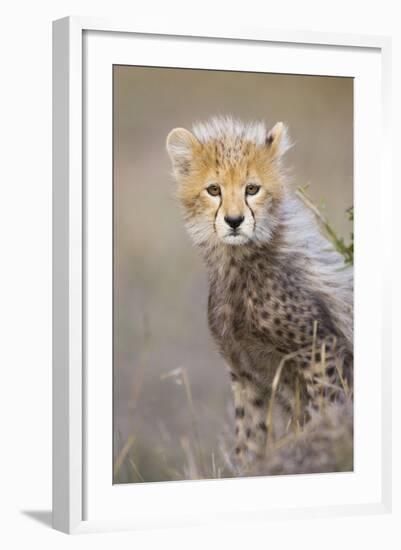 Cheetah 10-12 Week Old Cub-null-Framed Photographic Print