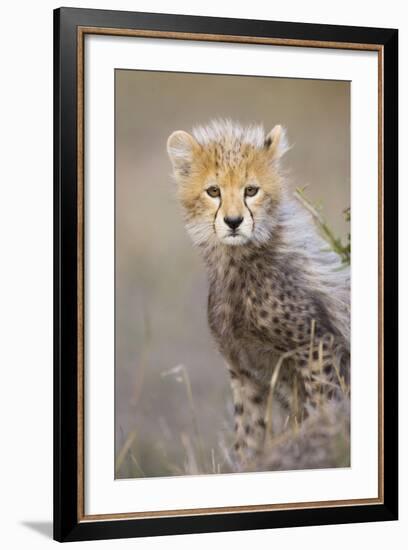 Cheetah 10-12 Week Old Cub-null-Framed Photographic Print