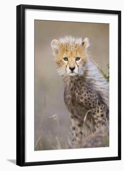 Cheetah 10-12 Week Old Cub-null-Framed Photographic Print