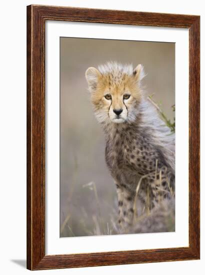 Cheetah 10-12 Week Old Cub-null-Framed Photographic Print