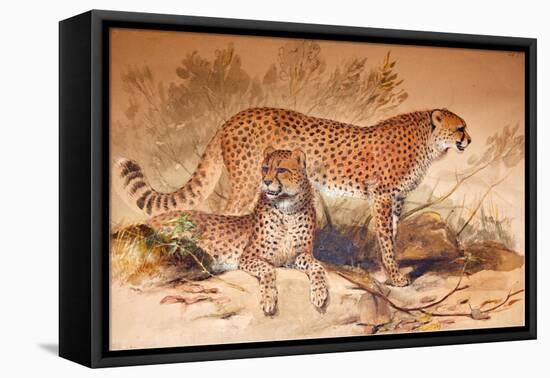 Cheetah, 1851-52-Joseph Wolf-Framed Premier Image Canvas