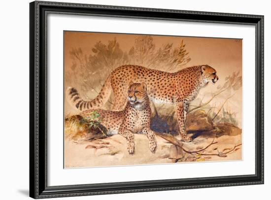 Cheetah, 1851-52-Joseph Wolf-Framed Giclee Print