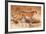 Cheetah, 1851-52-Joseph Wolf-Framed Giclee Print