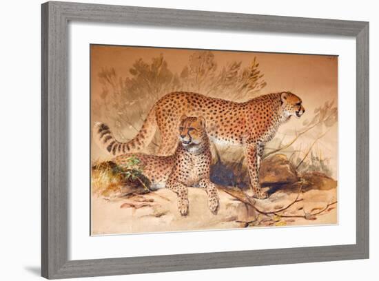 Cheetah, 1851-52-Joseph Wolf-Framed Giclee Print