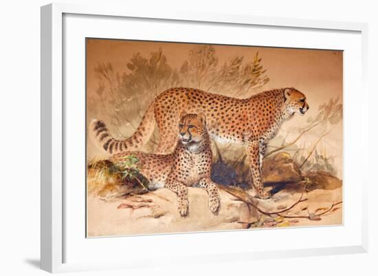 Cheetah, 1851-52-Joseph Wolf-Framed Giclee Print