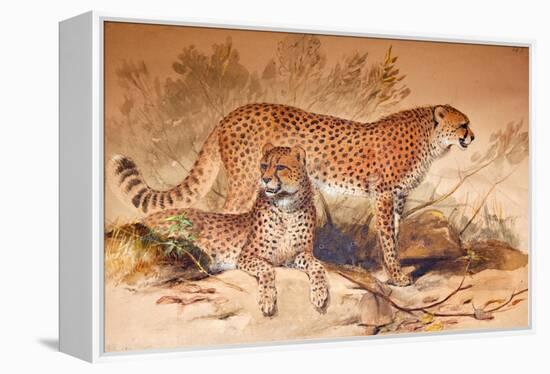 Cheetah, 1851-52-Joseph Wolf-Framed Premier Image Canvas