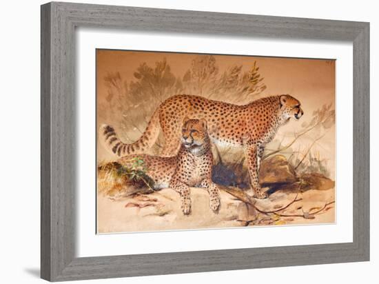 Cheetah, 1851-52-Joseph Wolf-Framed Giclee Print