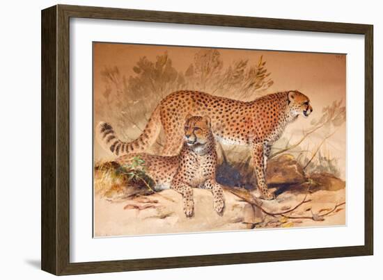 Cheetah, 1851-52-Joseph Wolf-Framed Giclee Print