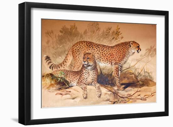 Cheetah, 1851-52-Joseph Wolf-Framed Giclee Print