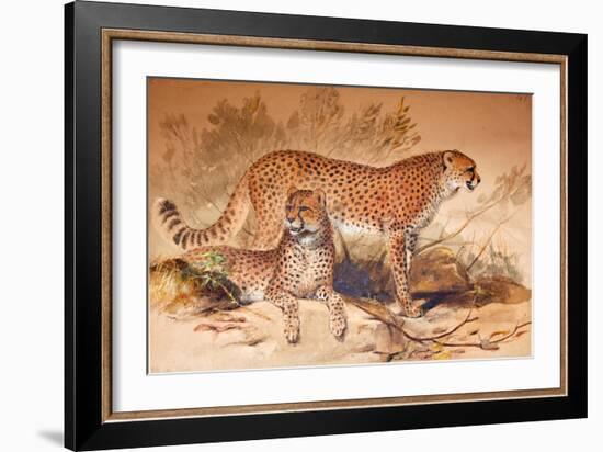 Cheetah, 1851-52-Joseph Wolf-Framed Giclee Print