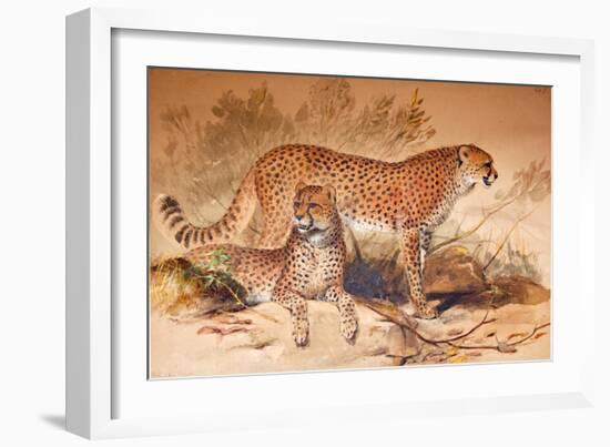 Cheetah, 1851-52-Joseph Wolf-Framed Giclee Print