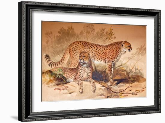 Cheetah, 1851-52-Joseph Wolf-Framed Giclee Print