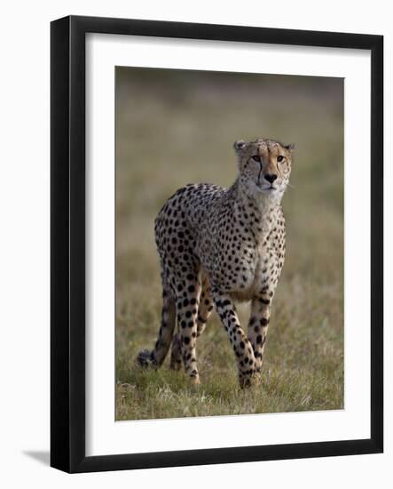 Cheetah (Acinonyx jubatus), Addo Elephant National Park, South Africa, Africa-James Hager-Framed Photographic Print