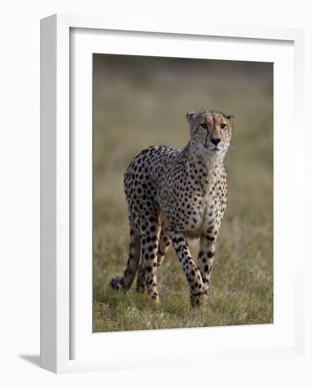 Cheetah (Acinonyx jubatus), Addo Elephant National Park, South Africa, Africa-James Hager-Framed Photographic Print