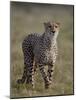 Cheetah (Acinonyx jubatus), Addo Elephant National Park, South Africa, Africa-James Hager-Mounted Photographic Print