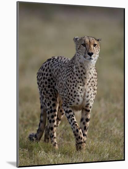 Cheetah (Acinonyx jubatus), Addo Elephant National Park, South Africa, Africa-James Hager-Mounted Photographic Print