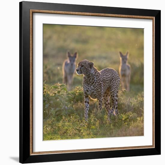 Cheetah (Acinonyx Jubatus) and Jackals in Forest, Ndutu, Ngorongoro Conservation Area, Tanzania-null-Framed Photographic Print