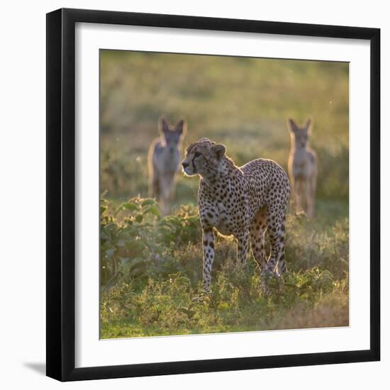 Cheetah (Acinonyx Jubatus) and Jackals in Forest, Ndutu, Ngorongoro Conservation Area, Tanzania-null-Framed Photographic Print