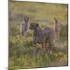 Cheetah (Acinonyx Jubatus) and Jackals in Forest, Ndutu, Ngorongoro Conservation Area, Tanzania-null-Mounted Photographic Print