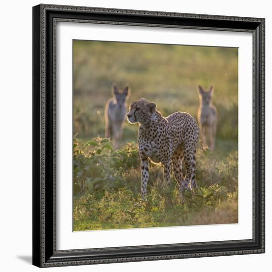 Cheetah (Acinonyx Jubatus) and Jackals in Forest, Ndutu, Ngorongoro Conservation Area, Tanzania-null-Framed Photographic Print