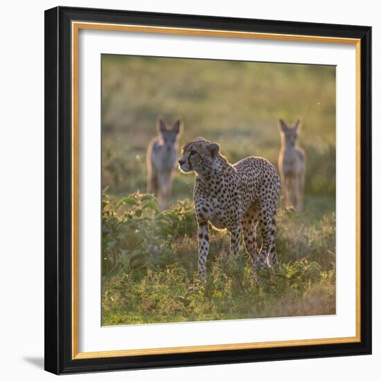 Cheetah (Acinonyx Jubatus) and Jackals in Forest, Ndutu, Ngorongoro Conservation Area, Tanzania-null-Framed Photographic Print