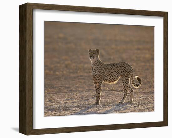 Cheetah (Acinonyx Jubatus) Backlit on the Dry Auob River-James Hager-Framed Photographic Print