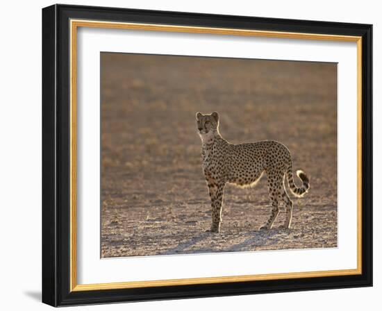 Cheetah (Acinonyx Jubatus) Backlit on the Dry Auob River-James Hager-Framed Photographic Print