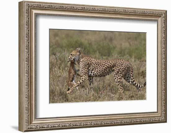 Cheetah (Acinonyx Jubatus) Carrying a Thomson's Gazelle (Gazella Thomsonii) Calf-James Hager-Framed Photographic Print