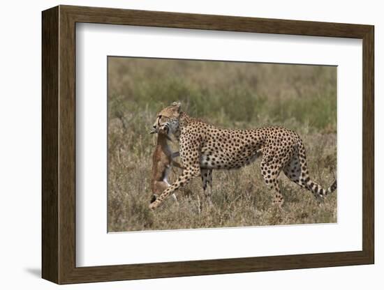 Cheetah (Acinonyx Jubatus) Carrying a Thomson's Gazelle (Gazella Thomsonii) Calf-James Hager-Framed Photographic Print