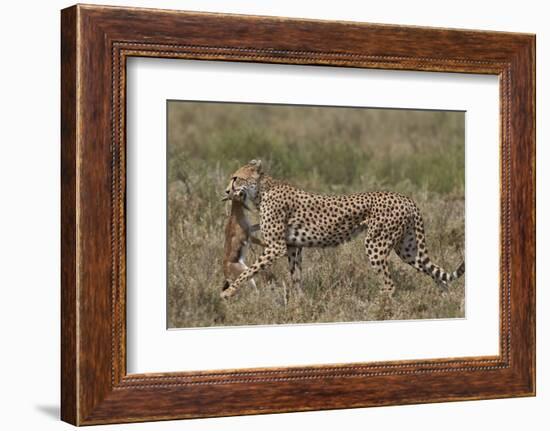 Cheetah (Acinonyx Jubatus) Carrying a Thomson's Gazelle (Gazella Thomsonii) Calf-James Hager-Framed Photographic Print