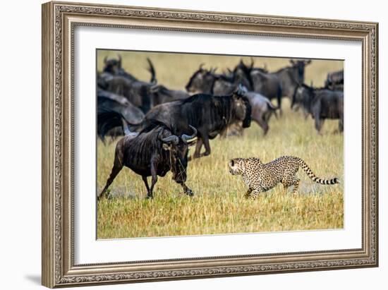 Cheetah (Acinonyx Jubatus) Chasing Wildebeests, Tanzania-null-Framed Photographic Print