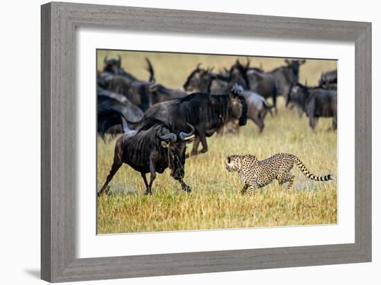 Cheetah (Acinonyx Jubatus) Chasing Wildebeests, Tanzania-null-Framed Photographic Print