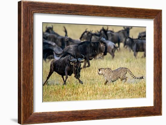 Cheetah (Acinonyx Jubatus) Chasing Wildebeests, Tanzania-null-Framed Photographic Print